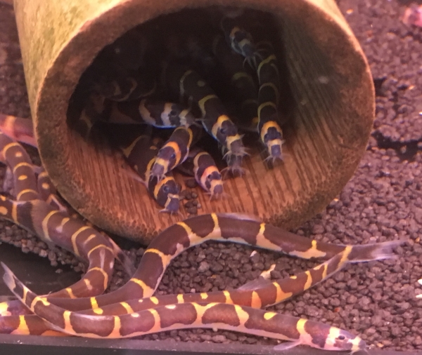 Geflecktes Dornauge, Pangio kuhli,